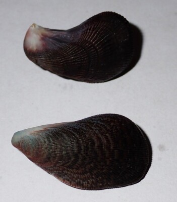 25 , 28 mm BLACK Septifer Bilocularis Seashell #AB6 Rawai Island Phuket Thailand