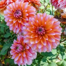 1 - PEACHES & VANILLA Decorative Dahlia Bulb Tuber Clump  *An Exquisite Addition