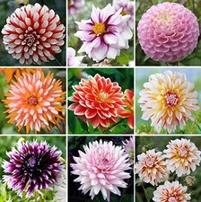 Exotic Mix Dahlia Flower Seeds, Exotic Mix (Big Pack) 200+ Seeds - Made in USA, 