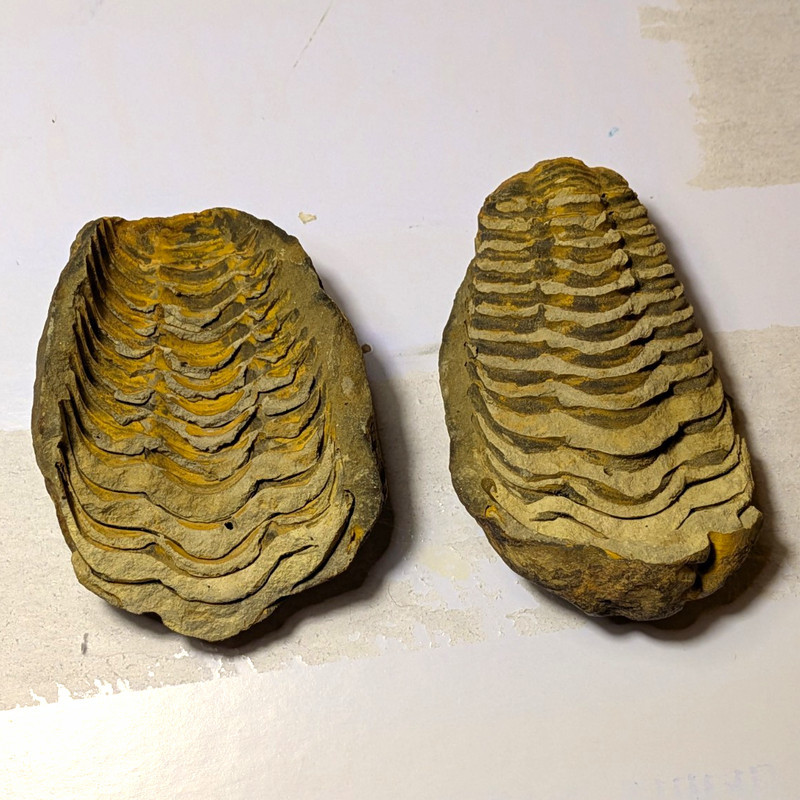 Morrocan Trilobite Fossil Cast And Mold