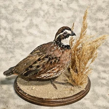 Table Top Bobwhite quail grouse pheasant taxidermy bird art