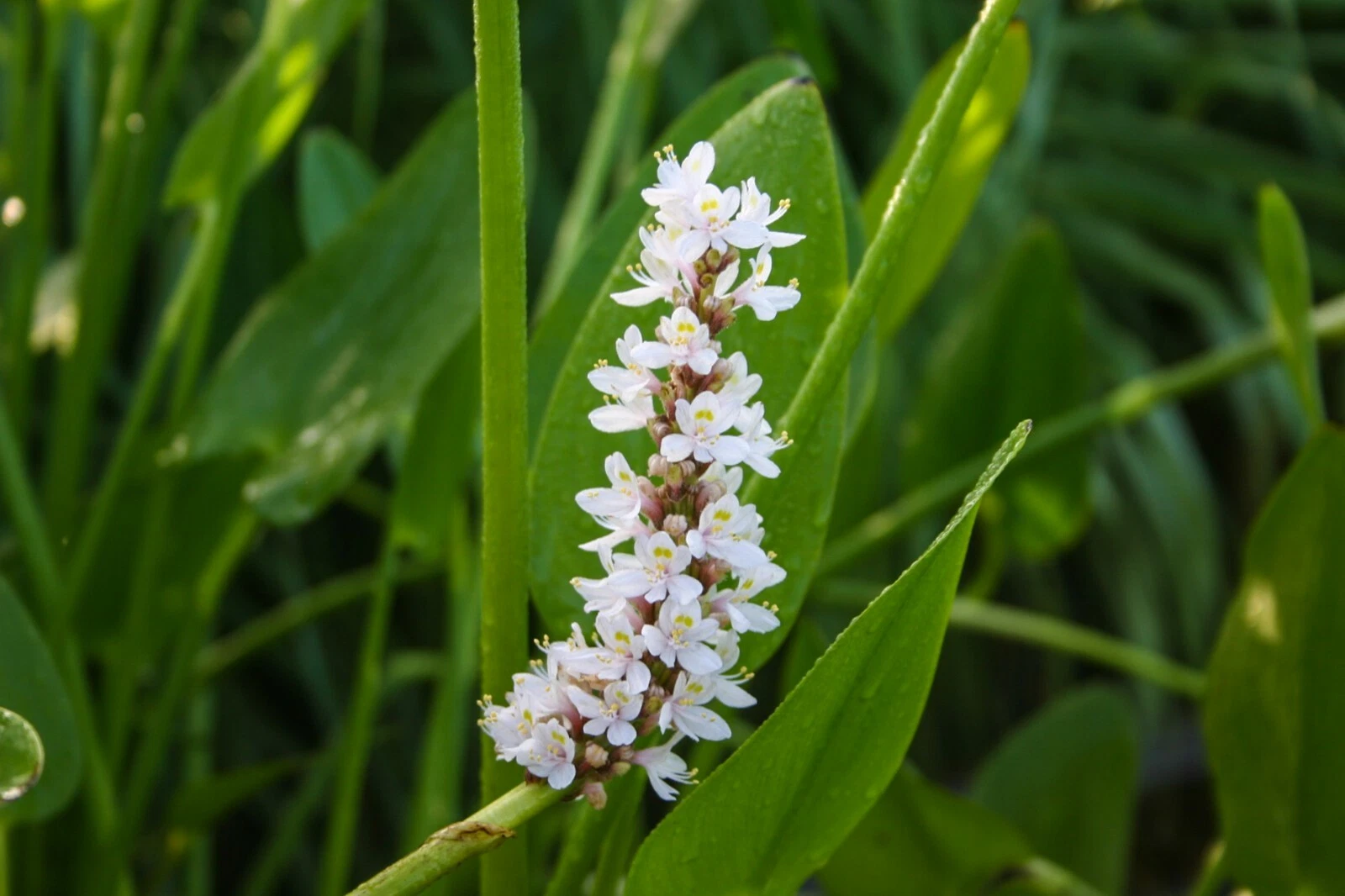 AEGISGEAR Pickerel Marginal Pond Plant