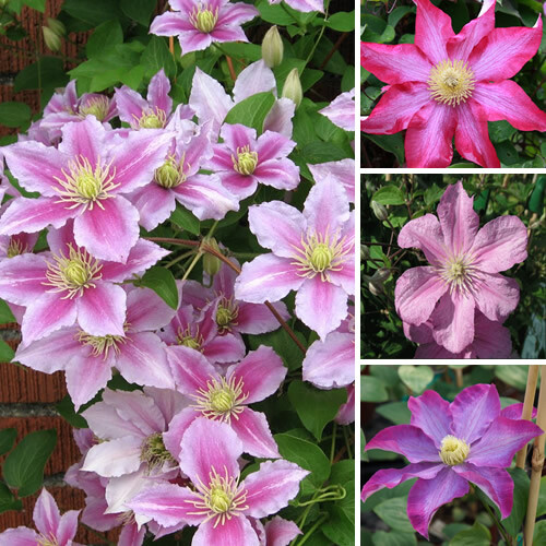 1 X CLEMATIS PINK COLOURED LARGE FLOWERING CLIMBER HARDY PLANT IN POT - Picture 1 of 6