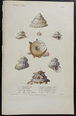 Kiener - Shells. 57 - 1834 Hand-colored Engraving | eBay