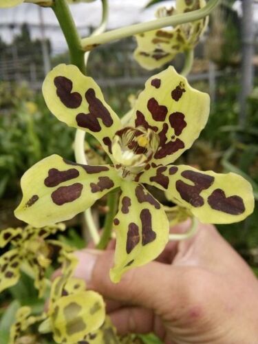 Grammatophyllum scriptum var citrinum Orchids Plant Hight 6- 8 cm - Afbeelding 1 van 4