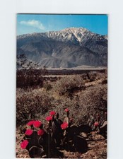 Postcard Gaudy Blossom of Beavertail Cactus in the Desert