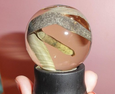 Real Leech Wet Specimen in Glass Dome oddity curiosity goth parasite diorama
