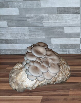 Soy Hulls | Soy Hulls, Substrate, Mushroom Substrate, Masters Mix