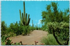 Postcard Desert Display Roadway thru Prickly Pear Cactus, in bloom