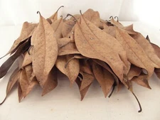 #7848 MAGNOILA LEAF LITTER TERRARIUMS, DART FROG VIVARIUMS GALLON BAG 60 LEAVES 