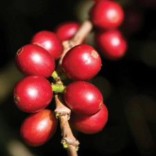 Arabica Coffee Seedss 120 pcs Coffea sp. CERTIFIED Coffee Bean