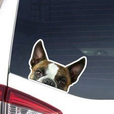 Boston Terrier Car Sticker Peeking Realistic Brindle Dog Head Face Decal Bumper