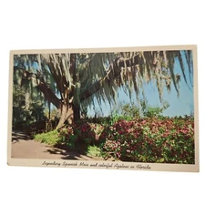 Postcard Legendary Spanish Moss And Colorful Azaleas In Florida Chrome Unposted