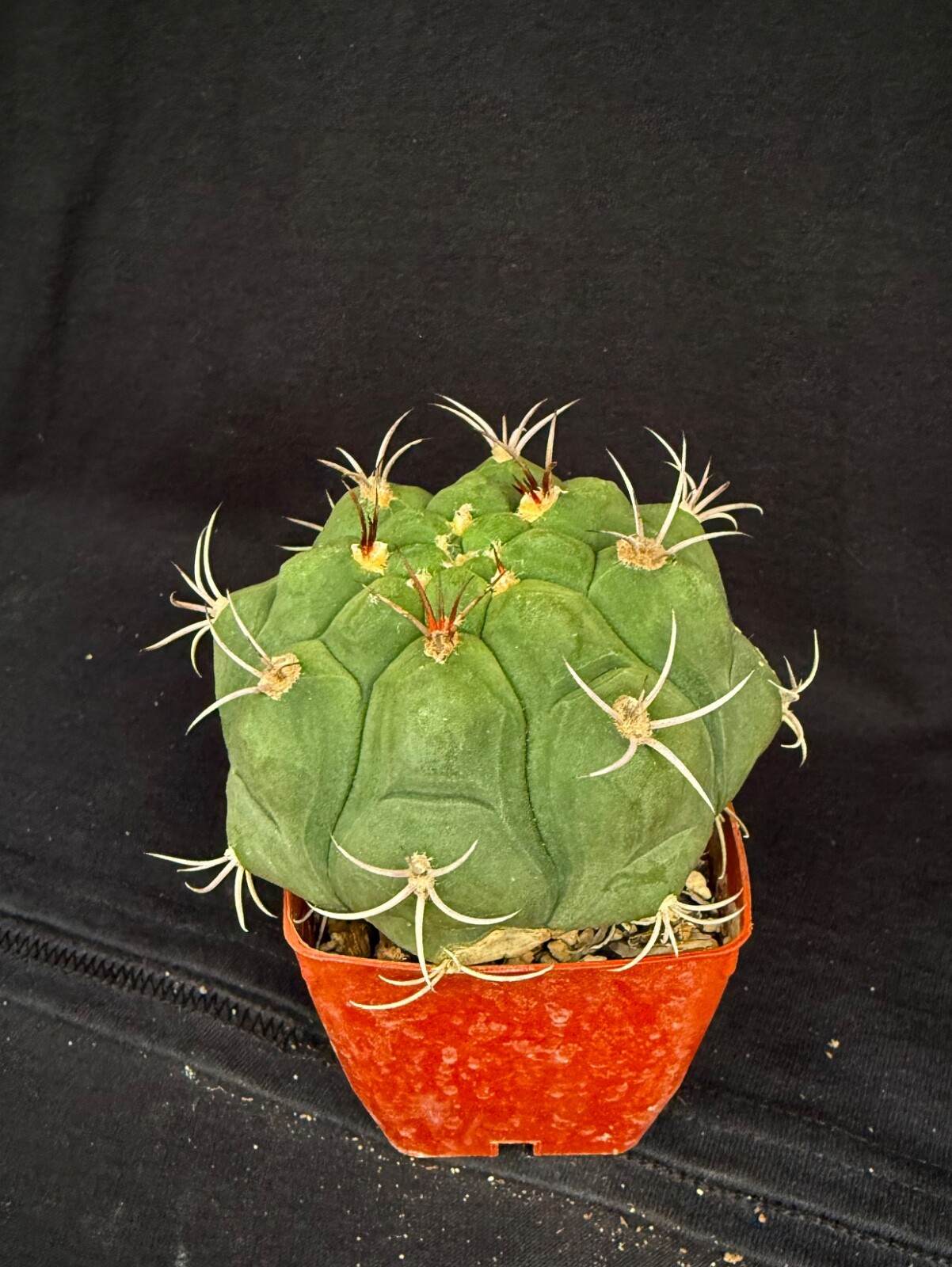 Gymnocalycium pflanzii, cactus plant