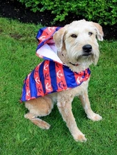 RC Pet Products Packable Raincoat Poncho for Dogs - Nautical Red & Blue XL NEW