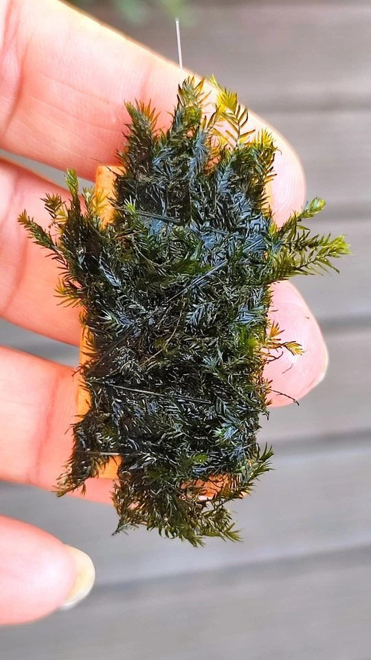 Fissidens Fontanus  Phönix Moos Moss  Geppi Nobilis  Aquarium Nano Cube - Bild 3 von 4