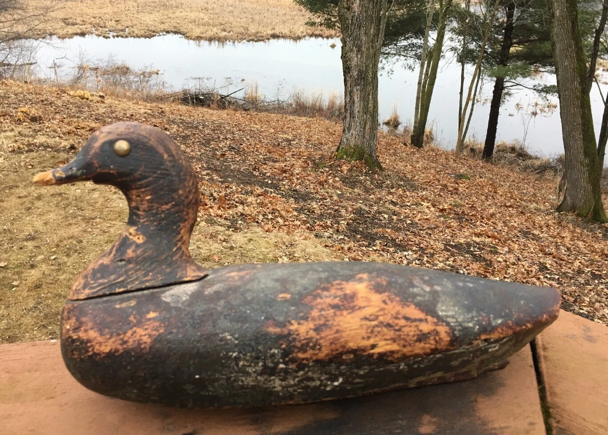 Coot decoys deals
