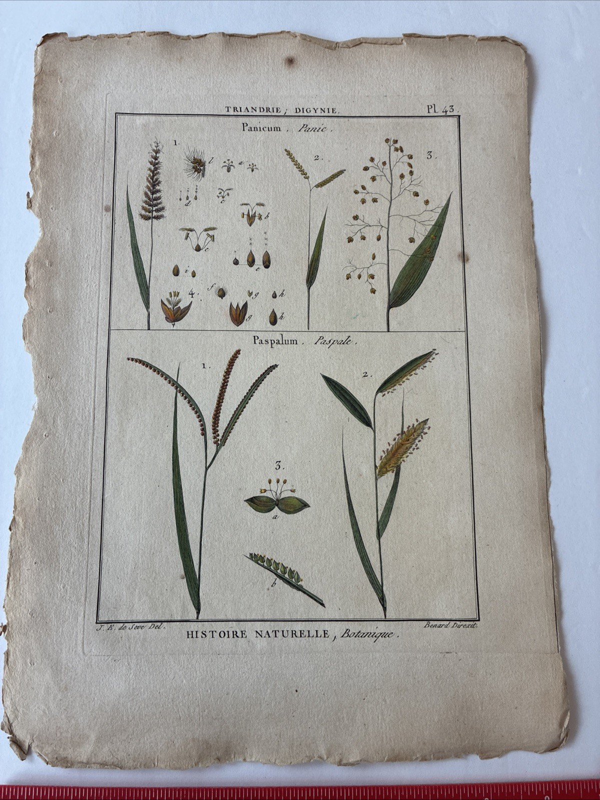 Lamarck Botanical Print Histoire Naturelle, Botanique Hand Colored Book Plate 43