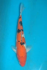 13" Sanke Koi Carp A* High quality Direct from the farm!