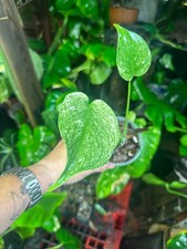 Monstera Mint Large Form White Monster - US Seller - Fast Shipping - Exact Plant