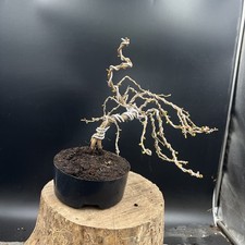 Shohin Japanese Larch Bonsai Tree