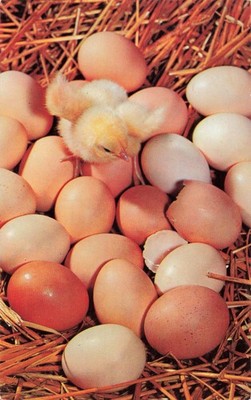 Baby Chick Just Hatched & Eggs - Postcard