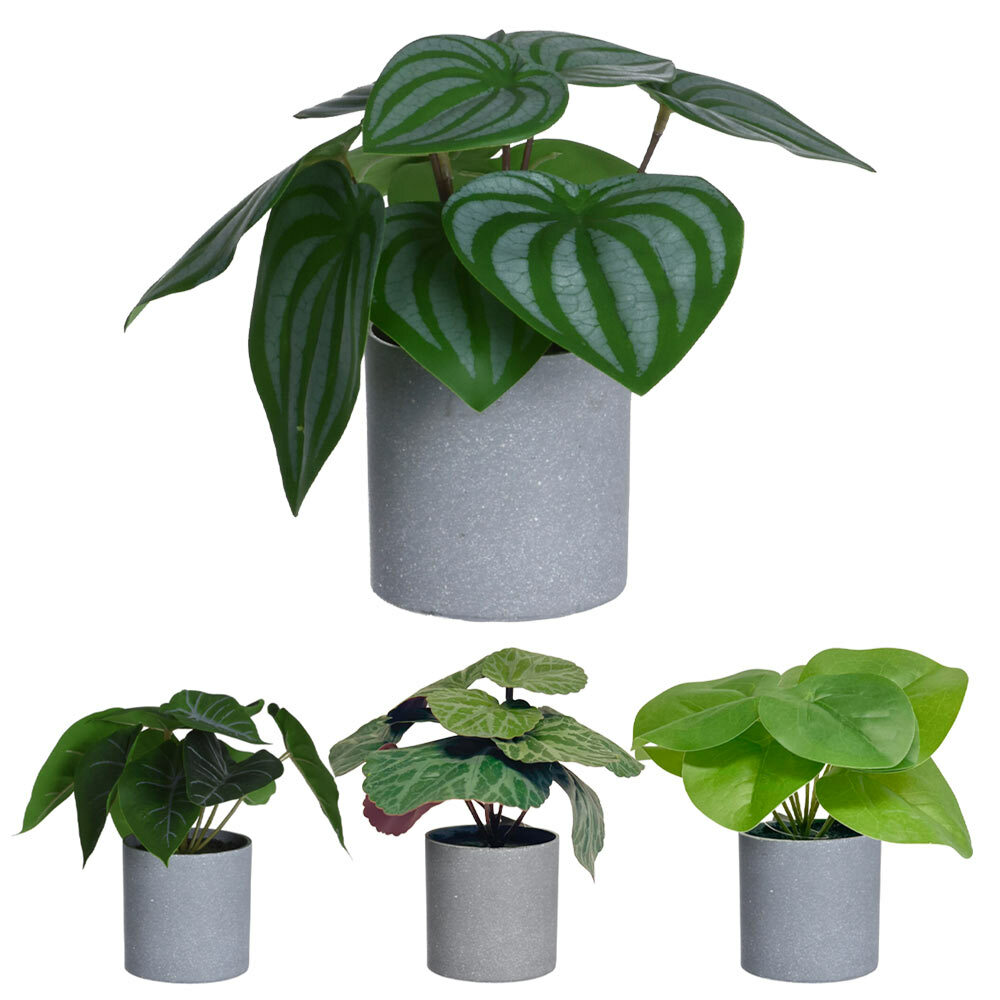 monstera delicios Monstera Full Mint deliciosa borsigiana Variegata main image 1