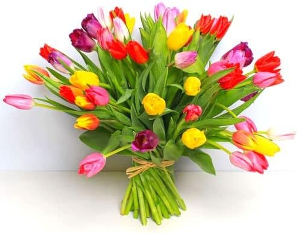 Large Tulip Bulbs for Fall Planting, 25 Mix Tulip Bulbs, Perennial