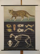 Jung Cook Quentell Animal Picture Domestic Cat ~ 1966 Schulwandbild Wall