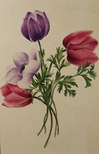Original Watercolour, 'Poppies and Tulips', dated 1845, artist Unknown