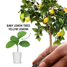 Lemon Yellow Eureka Trees Live Starter Plants, Seedling, Rooted, Grown from Seed