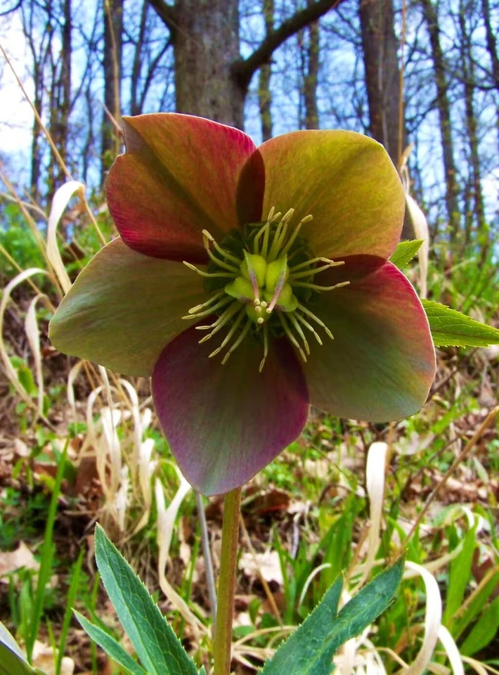 Helleborus purpurascens | Purple Hellebore | Rosa de Navidad | 5_Semillas Foto 3 de 4