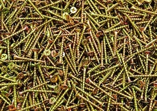 (6000) Phillips Bugle Head 6 x 1-1/2 Coarse Drywall Wood Screw Yellow Zinc BULK