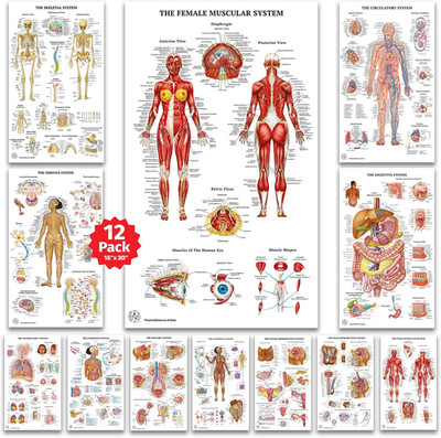 12 Human Anatomy Posters - Medical Posters, Circulatory, Skeletal, Male Female M
