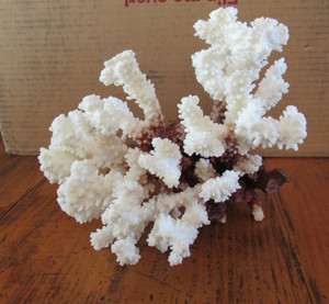 Vintage Branch of Brown & White Ocean Coral