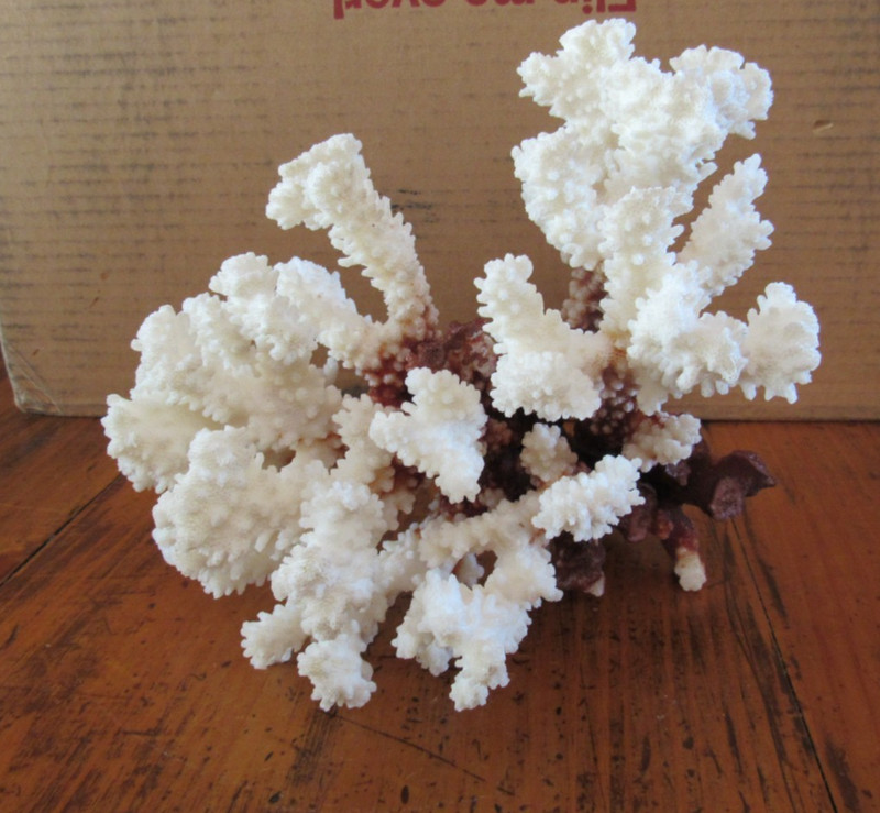 Vintage Branch of Brown & White Ocean Coral