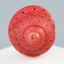 Seltene Erdbeerober-Schale Cabochon Roter Clanculus Puniceus Schmuckdesign 1,35g