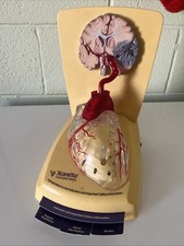 Xarelto Pharmaceutical Advertising 3D Human Heart/brain Lighted Display Model