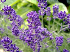 1 oz English Lavender Seeds, Bulk Lavender Seeds, Heirloom Non-GMO Seed 27,000ct