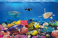 Undersea Coral Reef Photo Wall Paper - Aquarium Fish Sea Mural - Xxl Undersea Un on sale Undersea Coral Reef Photo Wall Paper - Aquarium Fish Sea Mural - Xxl Undersea Un on sale