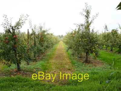 Photo 6x4 Ready for harvest Another view four months on of the orchard se c2006