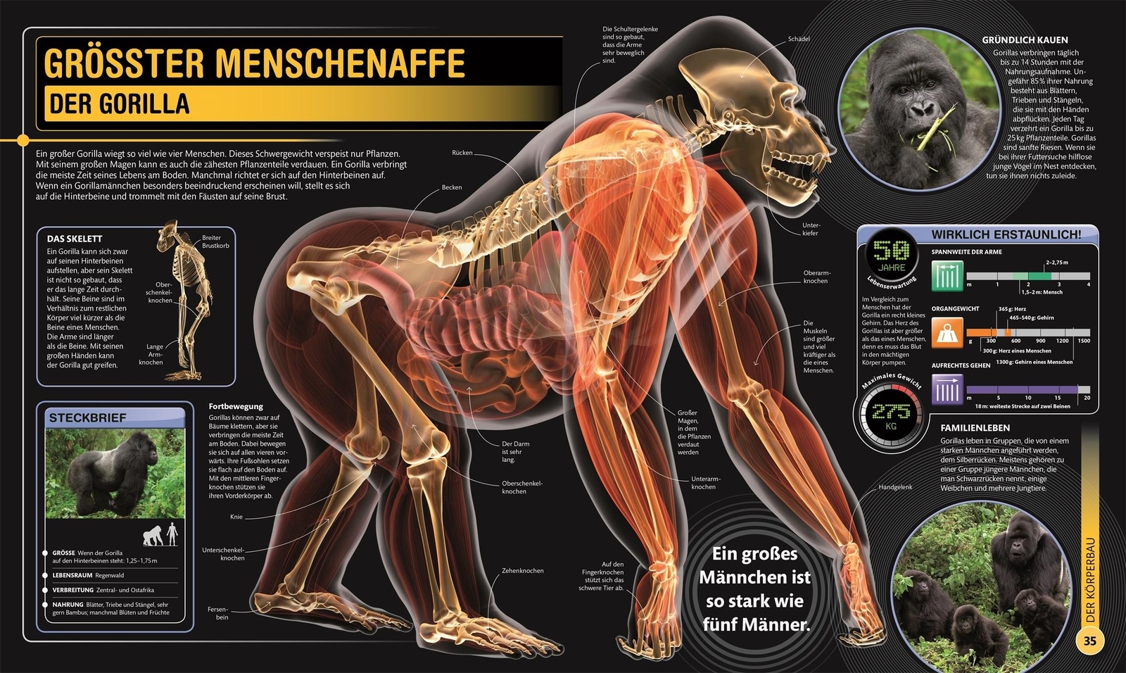 Thumbnail - Supertiere Derek Harvey