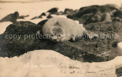 Juneau Alaska Baby Seal