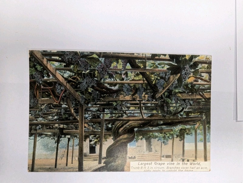 La Viña Grande, World's Largest Grape, Newman Postcard Co., Carpenteria, CA
