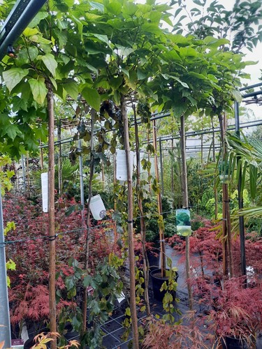 Catalpa bignonioides Nana, Kugel Trompetenbaum 180cm Stamm, Kugeltrompetenbaum - Bild 2 von 3