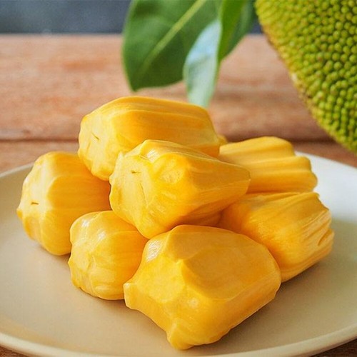 Jackfruit Plant Fruit Tree Tropical Tall 18 inchs - Picture 5 of 9