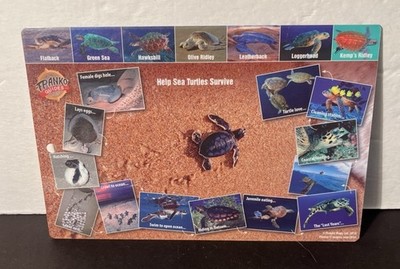 Franko Guides Sea Turtles Life Cycle Card