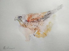 Kestrel, Birds, Watercolor artwork, Handmade, Original painting on paper