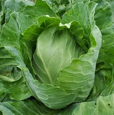 Early Jersey Wakefield Cabbage Seeds, NON-GMO, Variety Sizes, FREE SHIPPING