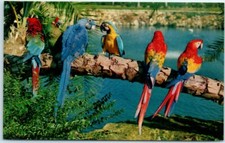 Postcard - Various Colors of Trained Parrots - Busch Gardens, Tampa, Florida